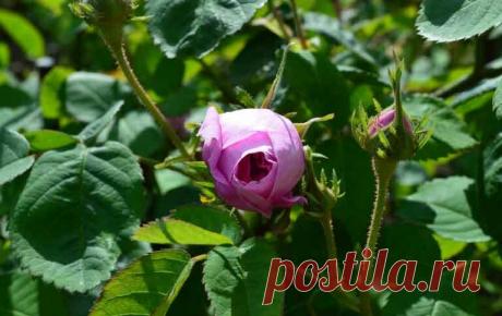 Черенкование роз в домашних условиях летом и осенью | Олег Винник | Яндекс Дзен