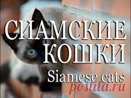 Cиамские кошки — Siamese cats - YouTube