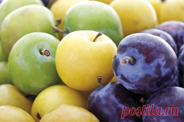 Собираем сливки. Какая польза от терна и алычи | Правильное питание | Здоровье | Аргументы и Факты