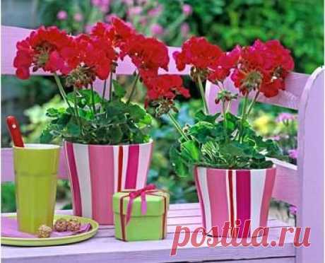 Комнатная герань - простые советы по уходу