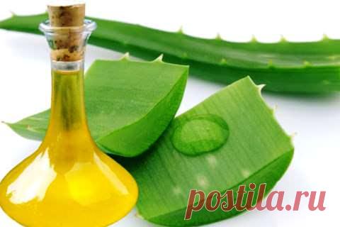 Масло алоэ для лица - чудо эликсир от самой природы
