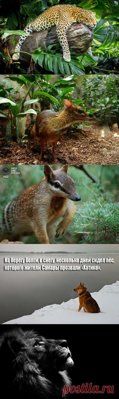 Фото животных и насекомых