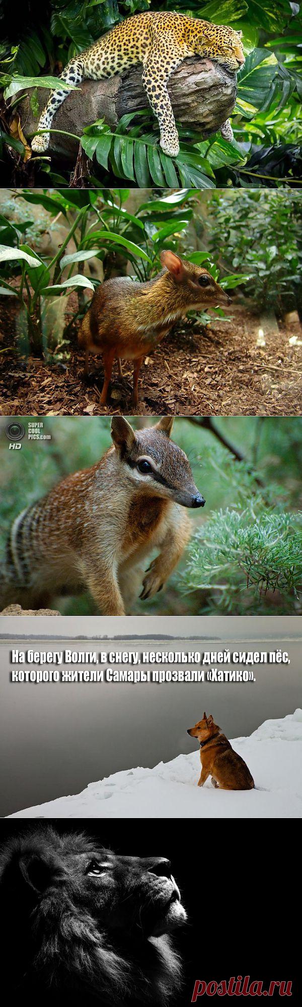 Фото животных и насекомых