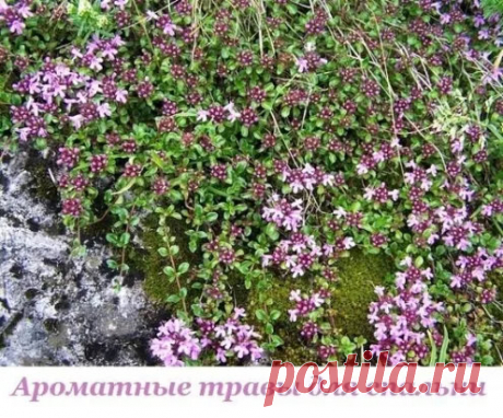 Какие ароматные травы подходят для спальни?
Запомним.
- Любое эфирное масло обладает анмикробным действием.
- Любое эфирное масло усиливает иммунитет.
- Все масла обладают противовоспалительным эффектом.
- Чтобы найти свой аромат, надо много всего перенюхать.
Отличная шпаргалочка для вас.
* Береза.
Улучшает дыхание, успокаивает. Особенно полезна береза при немотивированном раздражении, мелочных придирках супругов друг к другу. Если вы плохо реагируете на магнитные бури, эт...