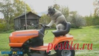 Новое видео с животными - Cмотреть смешное видео, подборки неудач, видео приколы, играть флэш игры онлайн, просматривать смешные и интересные картинки абсолютно бесплатно