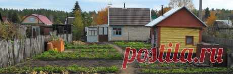 Подсолнечник культурное растение

В России ученые-селекционеры масличных культур создали высокоурожайные, устойчивые к болезням сорта. Были выведены сорта разных групп: грызовой, масличный, межеумок. Окраска семян масличной группы преимущественно темно-серая со слабой полосатостью, черно-угольная, редко — серая с полосами; грызовой — серая с полосами, редко — белая.