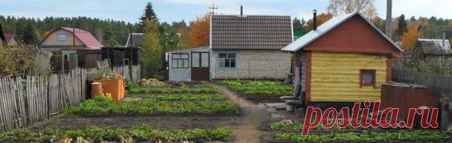 Подсолнечник культурное растение

В России ученые-селекционеры масличных культур создали высокоурожайные, устойчивые к болезням сорта. Были выведены сорта разных групп: грызовой, масличный, межеумок. Окраска семян масличной группы преимущественно темно-серая со слабой полосатостью, черно-угольная, редко — серая с полосами; грызовой — серая с полосами, редко — белая.