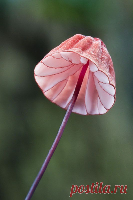 (35) pink mushroom | champignons