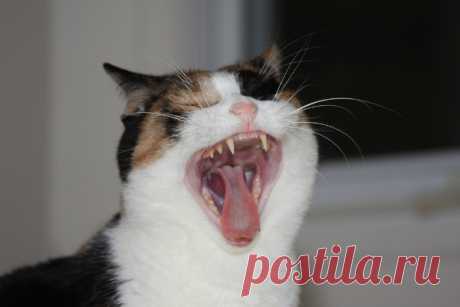 Зубной камень у кошек — признаки и способы лечения Живущий рядом питомец всегда беспокоится о здоровье хозяина. Стоит приболеть и мурчащий комок приходит к постели, кладет голову на грудь, сопереживает, жалеет, бытует мнение, что коши даже исцеляют своих хозяев. Но среди хозяев распространена практика лечить животное, только когда состояние уже не оставляет выбора. А кошки страдают теми же болезнями, что и люди, у них бывает простуда, грипп, головная и зубная боль. Зубной ...