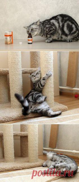 Валерьянка для кошек