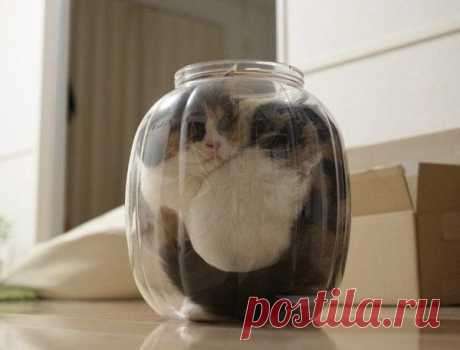 Логика коте
