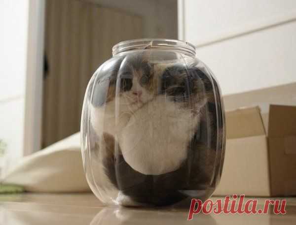 Логика коте