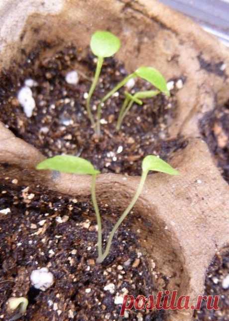 Дельфиниум - выращивание рассады из семян | Сажаем Сад