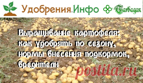 Выращивание картофеля: как удобрять по сезону, нормы внесения подкормок, вредители. Содержание:
1.Осенняя подготовка поля под картофель
2.Весенние подкормки
3.Внесение удобрений при посадке
4.Корневые подкормки
5.Внекорневые подкормки
6.Видео: минеральное питание картофеля
7.Борьба с болезнями и вредителями
8.Видео: выращивание картофеля — семинар «Хороший урожай при минимальных затратах»