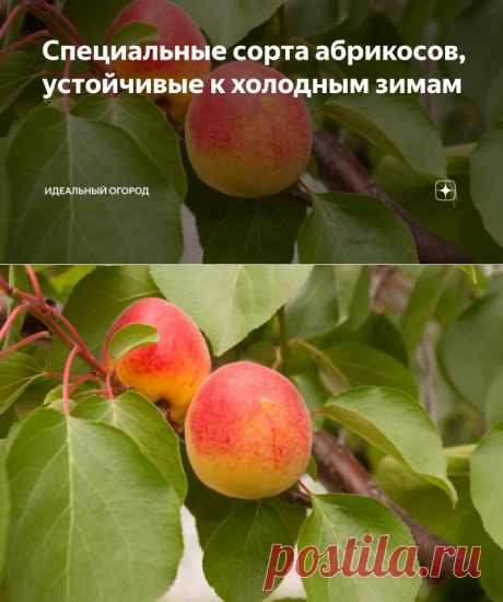 Специальные сорта абрикосов, устойчивые к холодным зимам | Идеальный огород | Яндекс Дзен