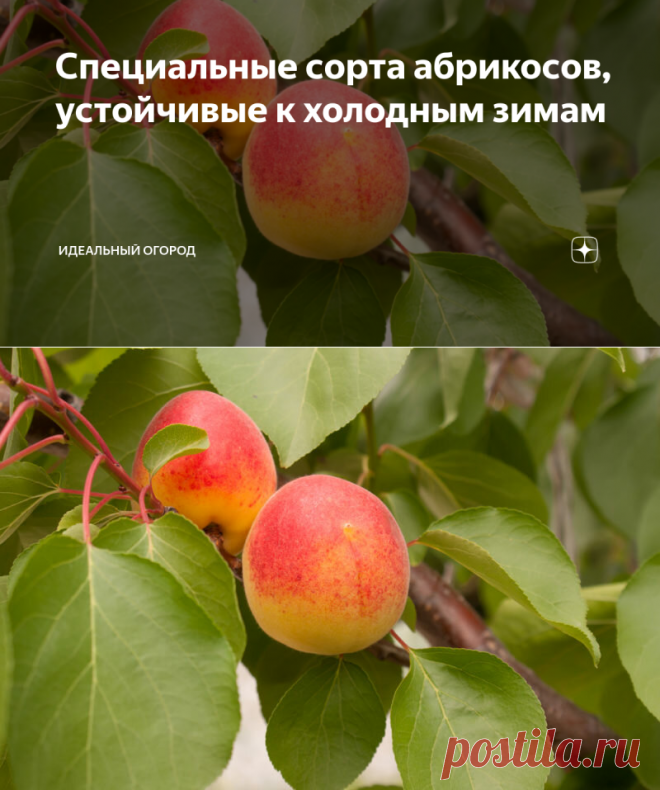 Специальные сорта абрикосов, устойчивые к холодным зимам | Идеальный огород | Яндекс Дзен
