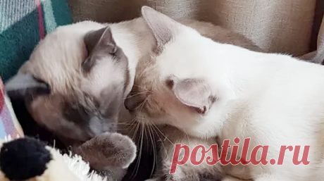 "Спишь?" - Как коты вычисляют спящих | Котоблог | Яндекс Дзен