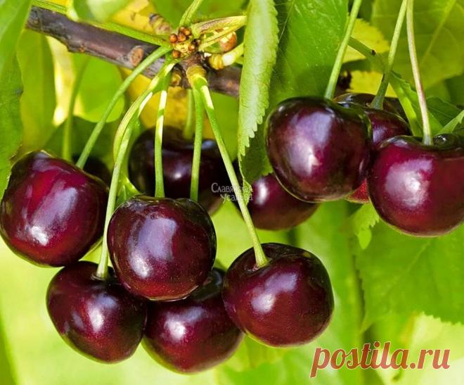 Чем черевишня лучше черешни и вишни? Среди плодовых растений, культивируемых в России, большой популярностью пользуются вишня и черешня. Эти культуры – близкие родственницы, относятся к одному роду сливовых, при этом вишня – это подрод сливы, а черешня или вишня птичья – один из видов.Не так давно появился и гибридный вид,...