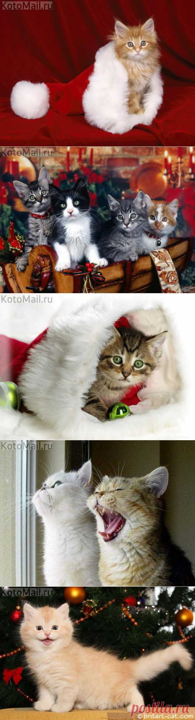 Что такое Новый год ?... | KotoMail.ru