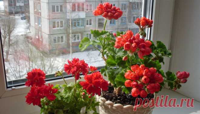 Герань - зеленый оберег! Наши мудрые предки воспринимали герань, как символ тепла и уюта в доме. Действительно, сложно представить в русской горнице подоконник и без герани.