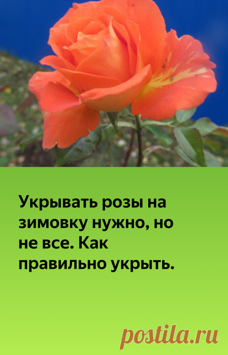 Укрывать розы на зимовку нужно, но не все. Как правильно укрыть. | Огородные дела | Яндекс Дзен