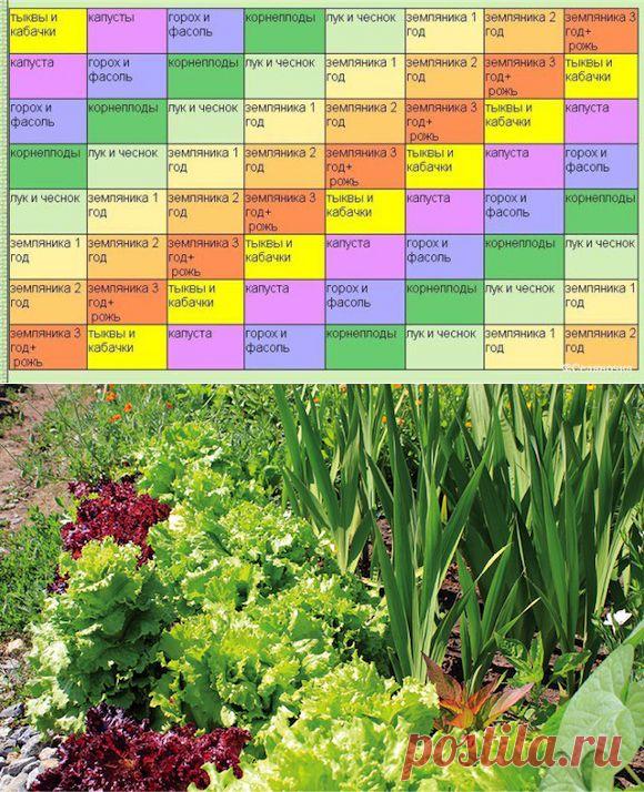 Правильный севооборот и совместимость растений - Agro Portal