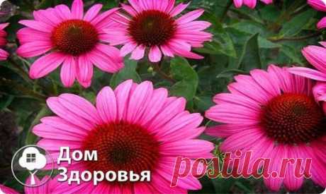 Настойка для чистки крови
Эхинацею не напрасно называют «чистильщиком крови». А чистая кровь - здоровый организм. Это растение активно очищает лимфатическую систему, кровь, почки и печень. Эхинацея - доктор, который лечит не последствия болезни, а ее первопричины, и что немаловажно, не обладает побочными эффектами.
1 ст.л. сухой эхинацеи (лист, стебель, цвет) залить 0,5 л кипятка в термосе (на ночь) или в эмалированной посуде, хорошо утеплив. Процедить и пить по 100-150 мл...