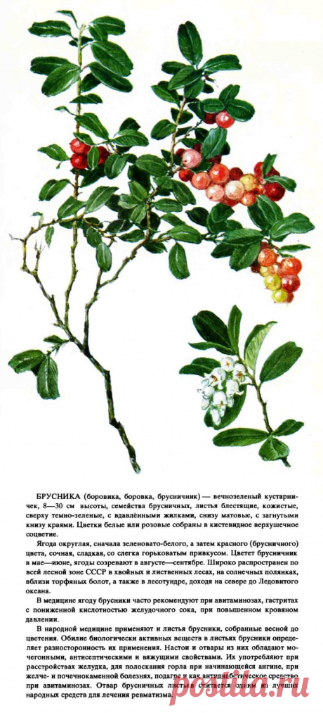 Брусника