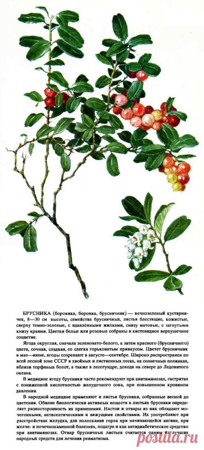 Брусника