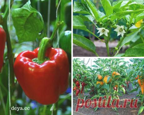 Десять причин, почему перец не цветёт. — Мой милый дом