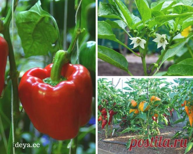 Десять причин, почему перец не цветёт. — Мой милый дом