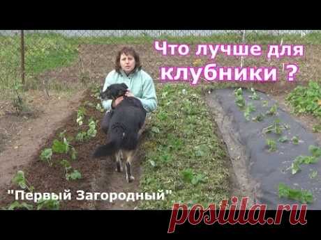 Три способа осенней посадки клубники  Три вида мульчирования агроволокно, скошенная трава и перепрев