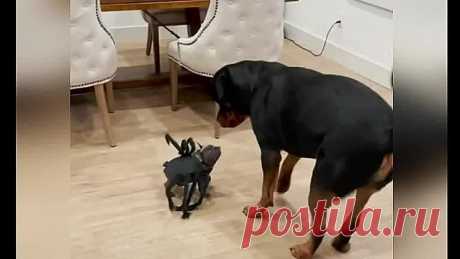 - Это что ещё за нечисть?)