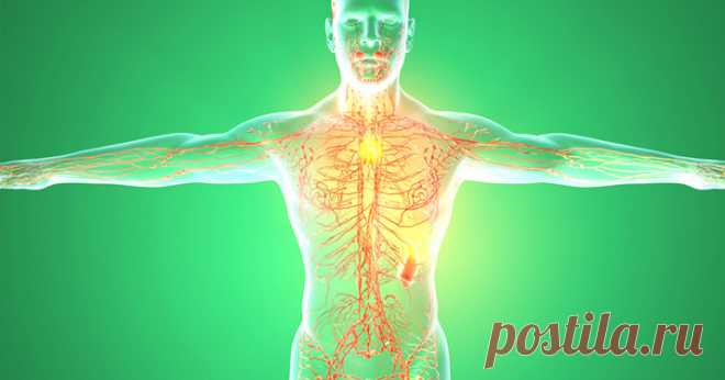 Как разогнать лимфу? Самые действенные способы! - Все обо Всем Как разогнать лимфу? Самые действенные способы! ЛИМФАТИЧЕСКАЯ система призвана очищать организм. Кровь транспортирует к органам и тканям необходимый кислород и питательные вещества. А лимфа уносит всё отработанное и токсичное в выделительную систему, плюс уничтожает бактерии, инородные тела. Как разогнать лимфу? Упражнения, гимнастика, питание, эмоциональное здоровье. Если спросить человека, какая система в наш...