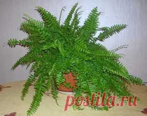 Особенности содержания папоротника в домашних условиях — Сад на подоконнике