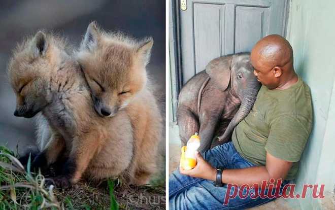 15 фотографий животных, которые растопят даже самое холодное сердце