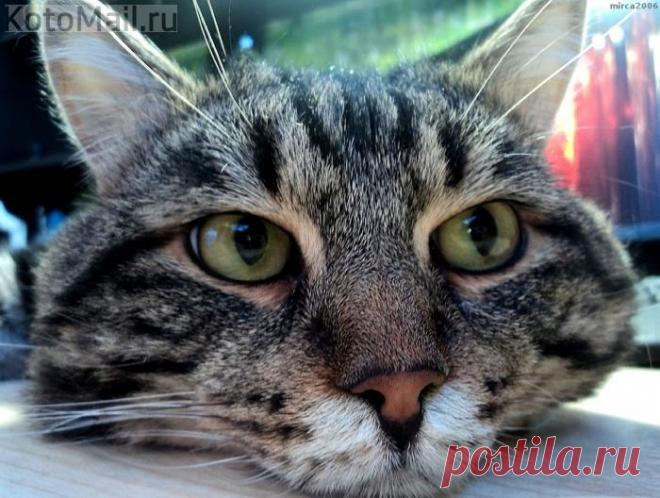 Я всё знаю и молчу!