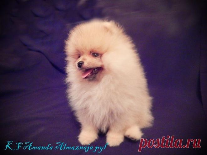 Щенки померанского шпица помет А | Питомник Карамель Фэнтези