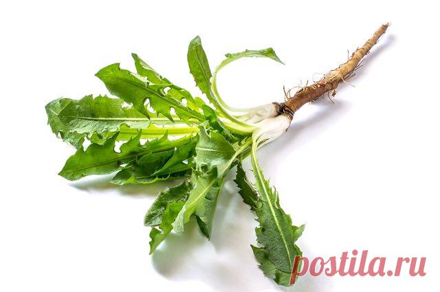 Польза из-под земли. Какими целебными свойствами обладают корни одуванчика 5 полезных свойствГерой популярного детского стихотворения одуванчик умеет не только менять наряды: это ещё и ценное лекарственное растение. О его целебных свойствах известно не каждому, поэтому стоит…