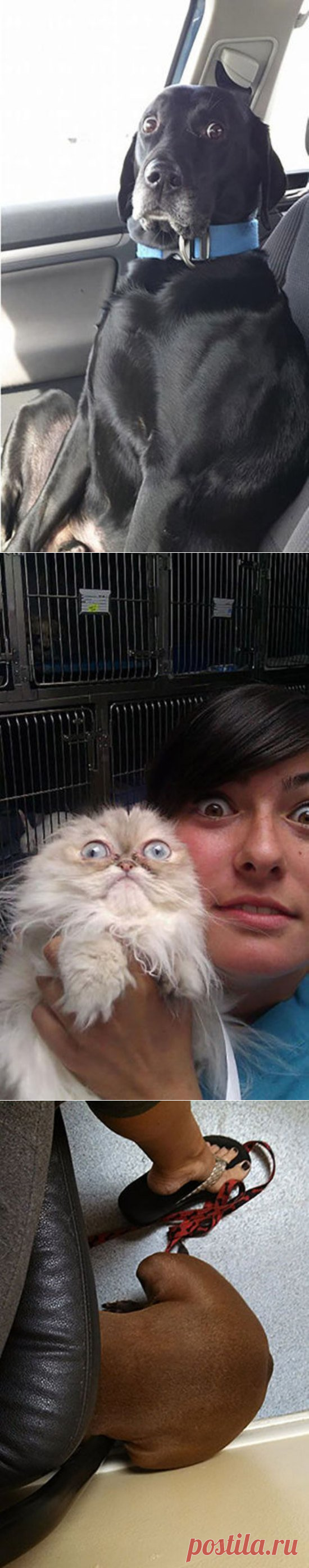26 раз, когда домашние животные поняли, что их ведут к ветеринару, а не на прогулку - Я узнаю