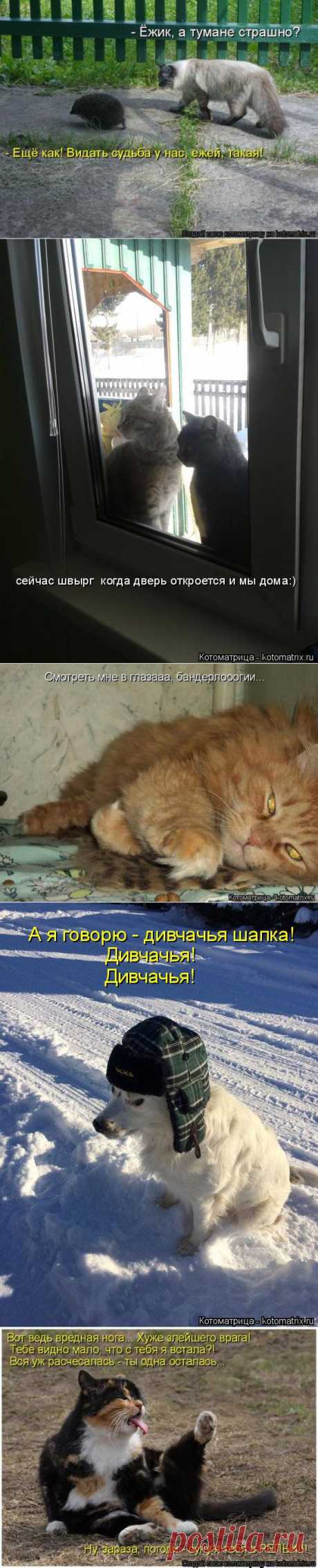 Что у них на уме. Котоматрица. - С миру по нитке, а у меня блог.