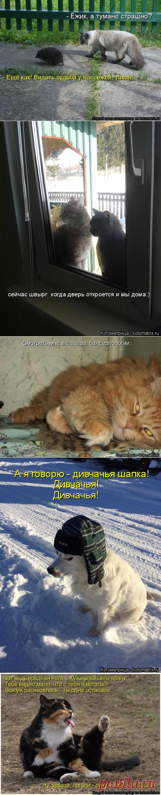 Что у них на уме. Котоматрица. - С миру по нитке, а у меня блог.
