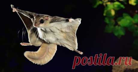 Белка-летяга ... (Подборка анекдотов) юмор, приколы, смешные видео  и картинки, интересные факты