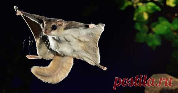 Белка-летяга ... (Подборка анекдотов) юмор, приколы, смешные видео  и картинки, интересные факты