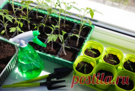 Чем подкормить рассаду для хорошего роста? Вот лучшие народные средства!