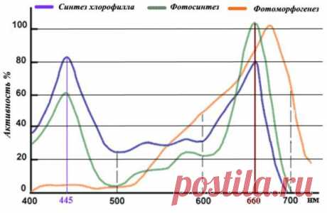 Фитолампа - фитолампы, люминисцентные лампы, лампы накаливания