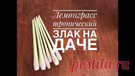 Цитронелла или Лемонграсс - тропический злак можно вырастить на своем участке. В этом выпуске посеем и начеренкуем побеги цитронеллы.
