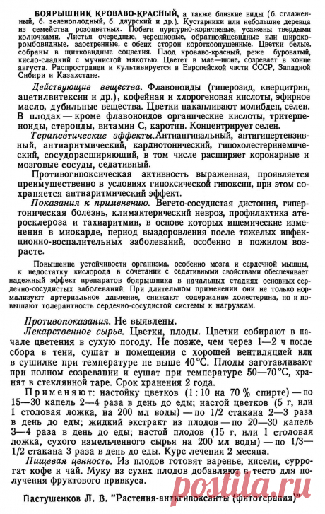 Боярышник кроваво-красный