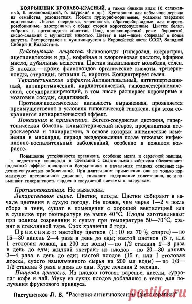 Боярышник кроваво-красный