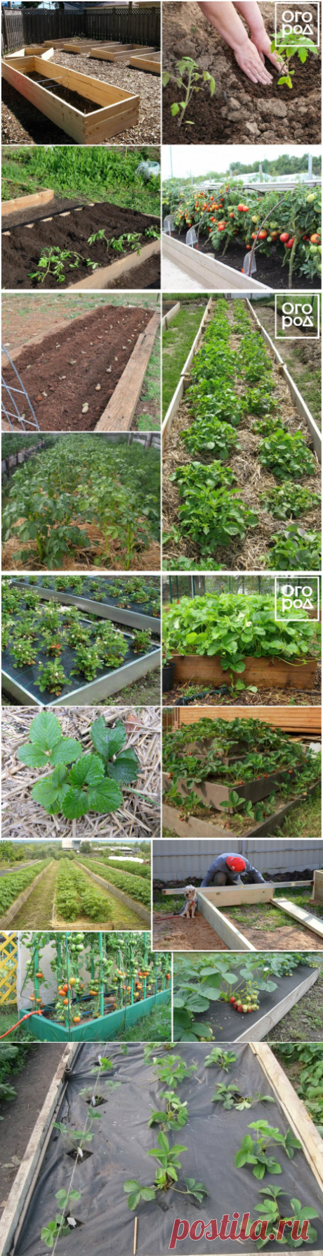 Грядка-короб – как выращивать картофель, томаты и клубнику | На грядке (Огород.ru)